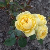 Розы :: Сапсан 