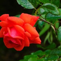 О красоте цветов. :: Милешкин Владимир Алексеевич 