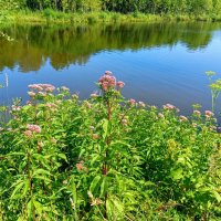 На берегу лесного озера :: Veera V