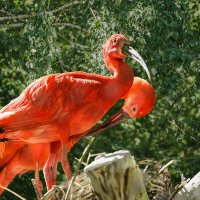 Ибис алый :: SanSan 