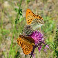 Июль..Пир бабочек! :: Владимир Июль..Пир бабочек! :: Владимир
