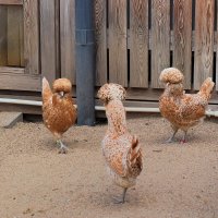 Гламурные курочки Московского зоопарка. :: Татьяна Помогалова Гламурные курочки Московского зоопарка. :: Татьяна Помогалова