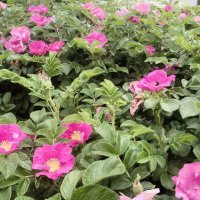 лето 2025 :: Анастасия Малыгина