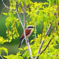 выжидает :: Виталий Емельянов