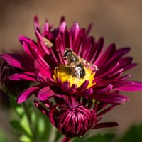 Хризантема :: Игорь Сикорский