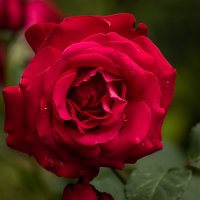 Роза :: Игорь Сикорский Роза :: Игорь Сикорский