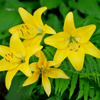 Жёлтый лилейник :: photo Bo