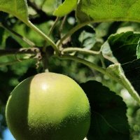 Поцелуй солнца :: Любимова Ольга 