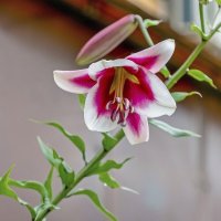 Лилия Фризо :: Валерий Иванович