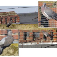 На отдыхе :: Сеня Белгородский На отдыхе :: Сеня Белгородский