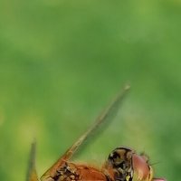 Стрекоза :: Olga Os