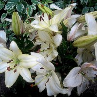Лилии :: Елена Семигина