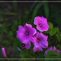 Цветочный этюд :: Владимир Кроливец Цветочный этюд :: Владимир Кроливец