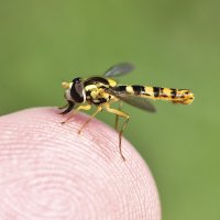 Доверие :: Геннадий Супрун Доверие :: Геннадий Супрун