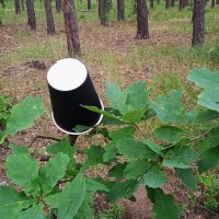 про воспитание.... :: Елена Шаламова