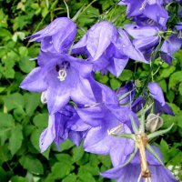 Гирляндочка колокольчиковая ,,,) :: Анатолий Колосов