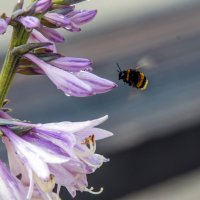 *** :: Владимир Безбородов *** :: Владимир Безбородов