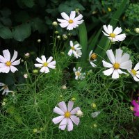 Космея :: Рита Симонова