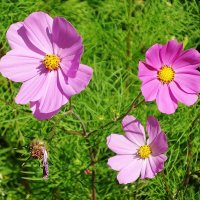 Космея :: Рита Симонова Космея :: Рита Симонова