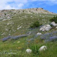 Природа Крыма :: Amazing Cosmea