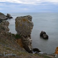 Природа Крыма :: Amazing Cosmea