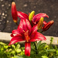 Огненные. :: Петр Беляков Огненные. :: Петр Беляков