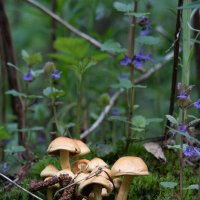 Семейка :: Олег Грибенников