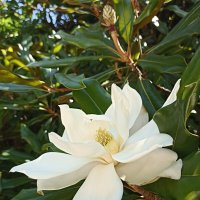 В краю магнолий... :: Pippa 