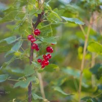 Ягоды смородины на кусте :: Александр Синдерёв