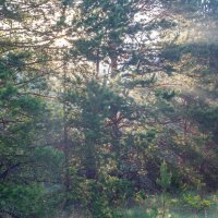 Солнечное утро в лесу. :: Алексей Трухин Солнечное утро в лесу. :: Алексей Трухин