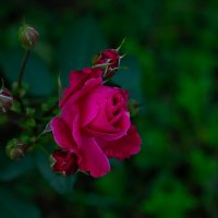 Роза :: Ольга Святенко
