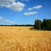 У края ржаного поля. :: Михаил Колосов 