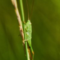 Зелённый кузнечик :: Александр Леонов Зелённый кузнечик :: Александр Леонов