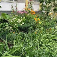 Цветы у дома :: Oleg4618 Шутченко