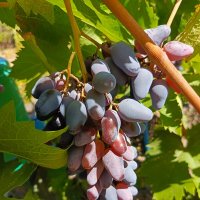 Кисть винограда :: Татьяна Пальчикова