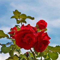 Розы в небесах :: Светлана 