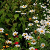 Ромашки-ромашечки :: Светлана 