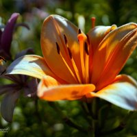 "Отцветают"© :: Владимир Макаров "Отцветают"© :: Владимир Макаров