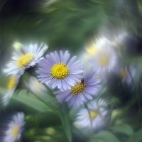 цветочек.... :: Ольга Cоломатина