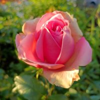 Роза в свете вечернего солнца :: Мария Васильева Роза в свете вечернего солнца :: Мария Васильева