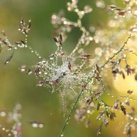 *** :: Елена Kазак (selena1965)