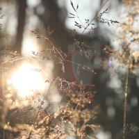 *** :: Елена Kазак (selena1965)