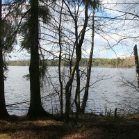 Комарово. Озеро Щучье :: Наталья Герасимова