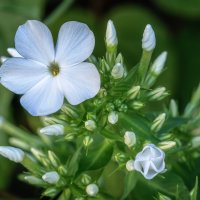 Про лето. Макро :: Владимир Колесников