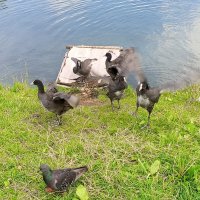 Лысухи :: Сапсан 