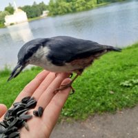 Поползень :: Сапсан 