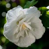 Гибискус :: Татьяна Тюменка