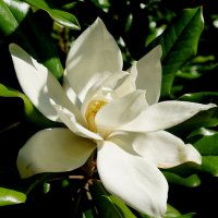 Магнолия :: Татьяна Тюменка