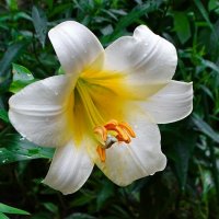 Цветы на городских клумбах. :: Милешкин Владимир Алексеевич 