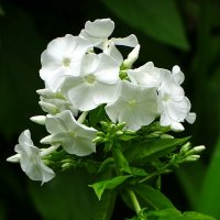 Флоксы :: Милешкин Владимир Алексеевич 